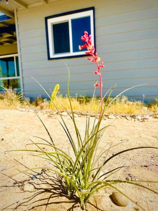 The Desert Monroe-Hot Tub-Firepit-Games-By Joshua Tree National Park Twentynine Palms Exterior foto